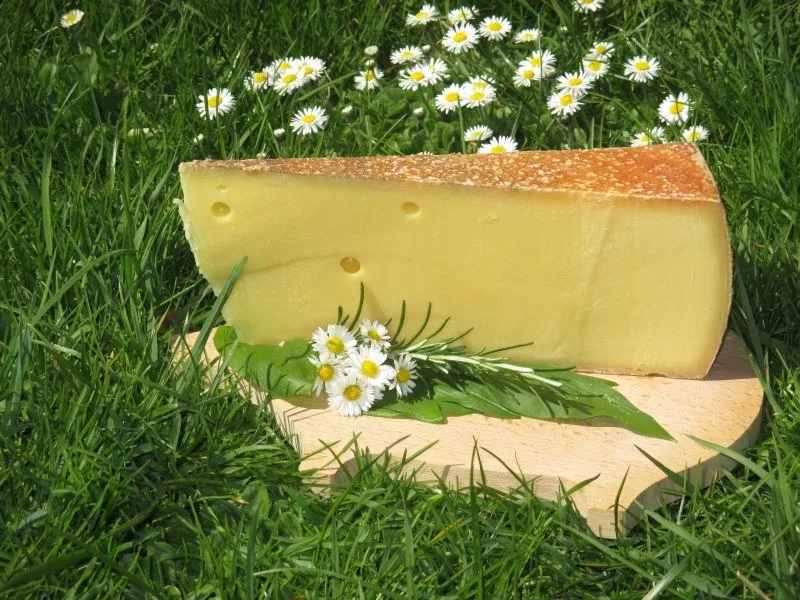 Angeschnittener Laib Bergkäse würzig auf einem Holzbrett