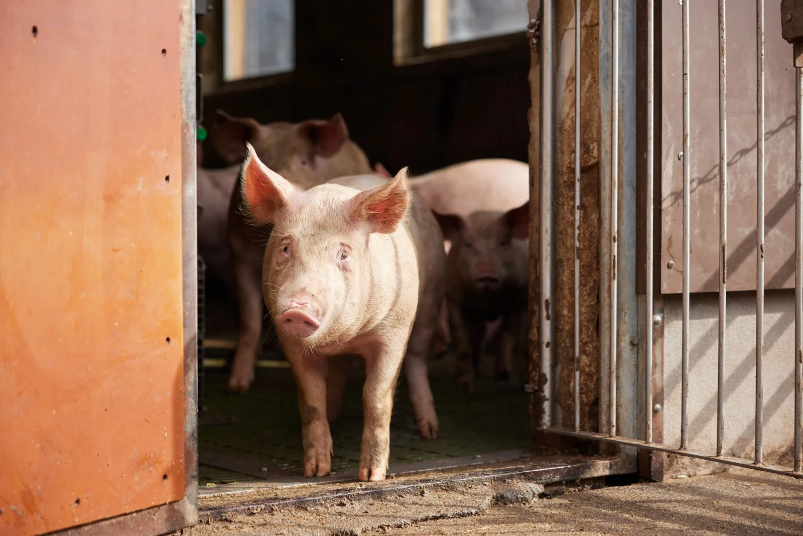 Schweine stehen am offenen Stalltor und schauen nach draußen